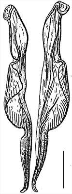 A revision of the trichostrongylid nematode Cooperia Ransom, 1907, from deer game: recent integrative research confirms the existence of the ancient host-specific species Cooperia ventricosa (Rudolphi, 1809)